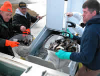 Loading trout