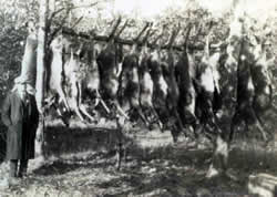 Deer from poaching operation