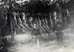 Deer from poaching operation