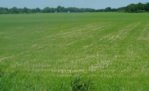 Emerging cool season grasses