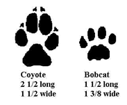 Coyote/Bobcat Track Comparison