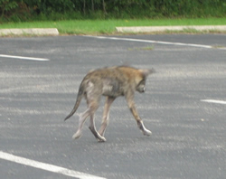 Coyote with mange in parking lot