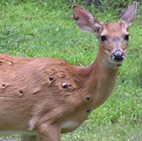 Deer with fibromas