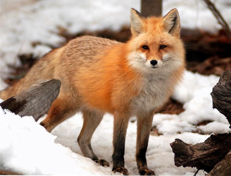 Njdep Division Of Fish And Wildlife Foxes In New Jersey