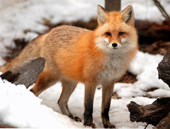 Red fox