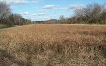 Cool-season grassland