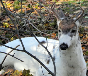 Piebald deer at rest