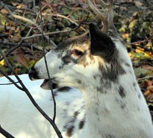 Close up of piebald deer face