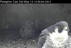 Nestbox view of adult and chick