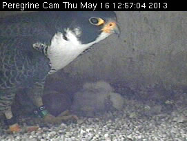 Nestbox view of adult and eggshell