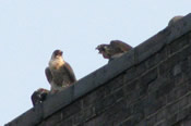 Two falcons on roof
