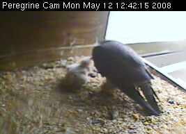 Nestbox scene