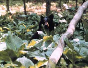 Bear in skunk cabbage