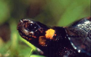 Bog turtle close-up