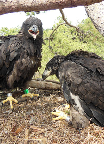 Baby eagles banded in Jackson &hellip;
