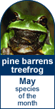 May Species of the Month: The Pine Barrens Tree Frog