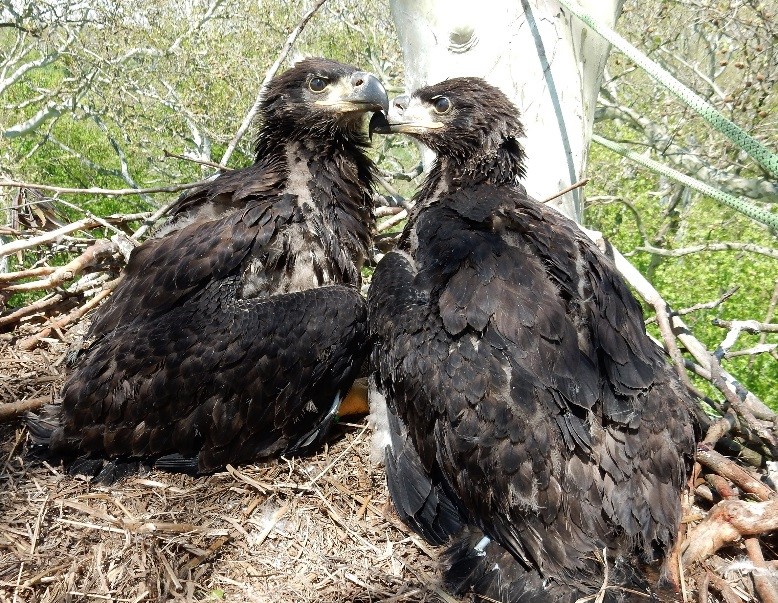 Eagle Chicks in nest, John Heilferty