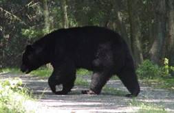 Bear on Trail (cropped)