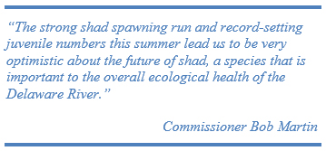 “The strong shad spawning run and record-setting juvenile numbers this summer lead us to be very optimistic about the future of shad, a species that is important to the overall ecological health of the Delaware River.”                                                                                    Commissioner Bob Martin   