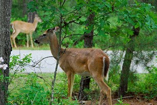 Deer Mating Season begins