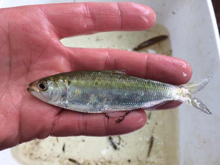 Evidence of Successful American Shad spawning 