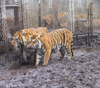 new jersey tigers