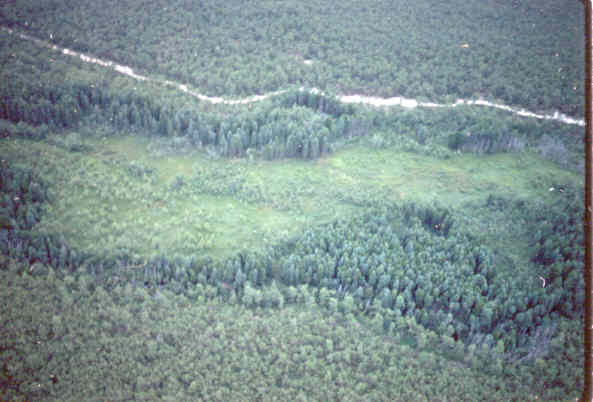 Photo of an area in Bass River State Forest that is being restored to AWC. 