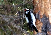 Woodpecker feeding on SPB