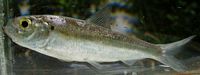Alewife