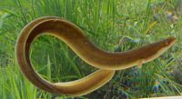 American Eel