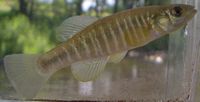 Banded Killifish