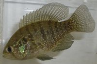 Banded Sunfish