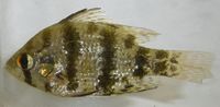 Black Banded Sunfish