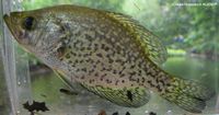 Black Crappie