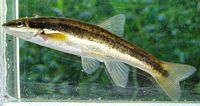 Blacknose Dace