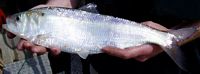 Blueback Herring