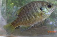 Bluegill
