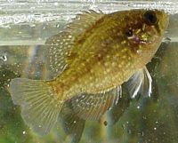 Bluespotted Sunfish