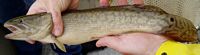 Bowfin