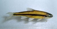 Bridle Shiner