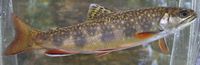 Brook Trout