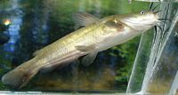 Brown Bullhead