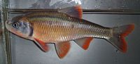 Common Shiner