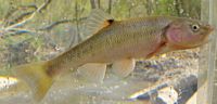 Creek Chub