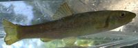 Cutlips Minnow