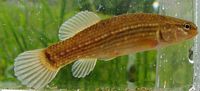 Eastern Mudminnow