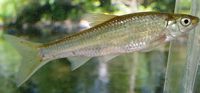 Eastern Silvery Minnow