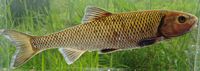 Fallfish