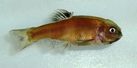 Fathead Minnow