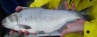 Gizzard Shad